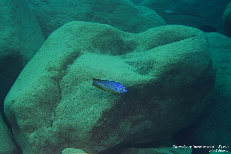 Protomelas sp. 'steveni imperial' Ngwasi